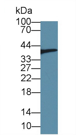 12854