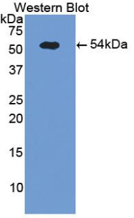 38652
