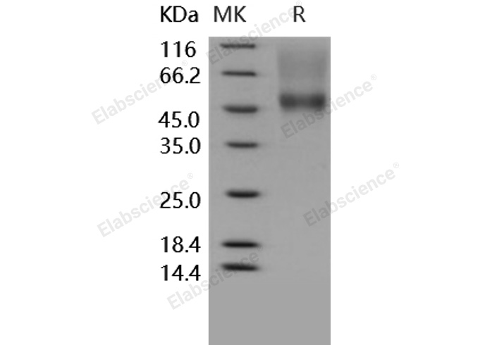 Валидация Elabscience PKSH030284(1231)