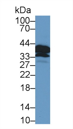 13069