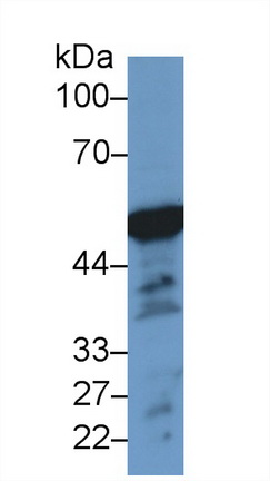 13266