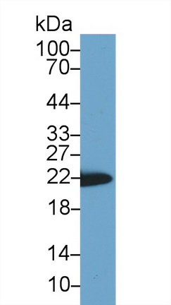 13663