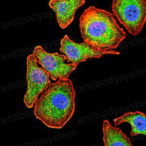 Валидация IF - AntibodySystem RHB89502 (194)