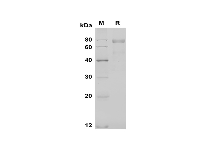 Валидация Elabscience PDMM100168(1128)