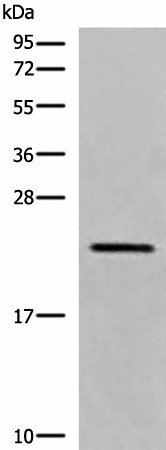 Валидация Elabscience E-AB-19775
