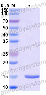 Валидация SDS-PAGE - AntibodySystem RVV24101