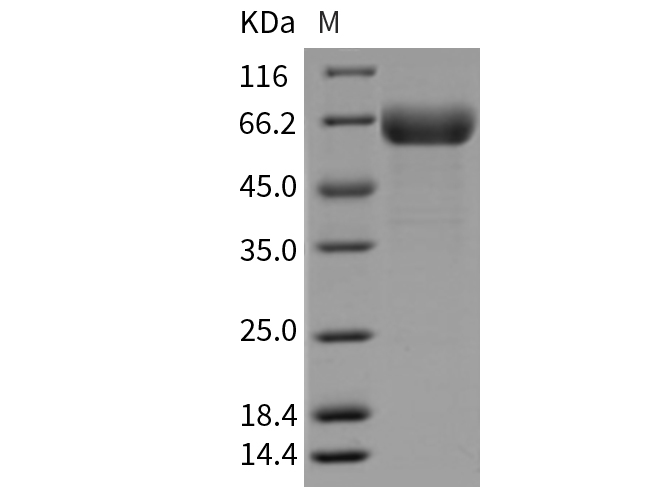 Валидация Elabscience PKSR030193(5556)