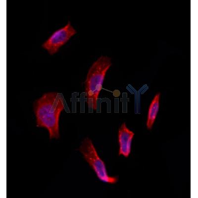 Валидация Affinity DF12395 - 6879