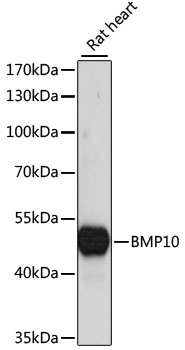 Валидация Elabscience E-AB-65175
