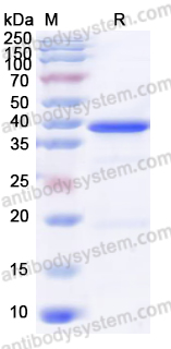 Валидация AntibodySystem YHK64502