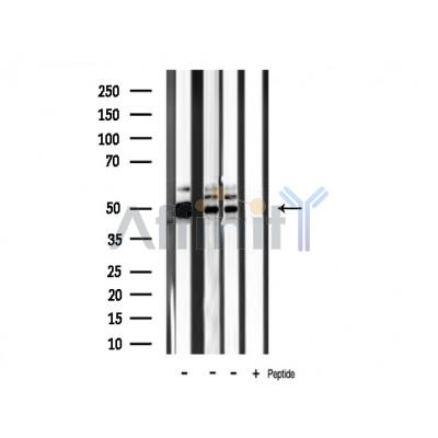 Валидация Affinity DF3104 - 13863