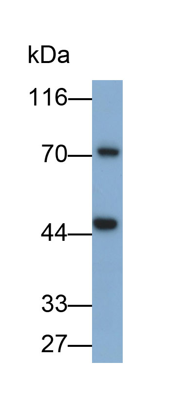 32058