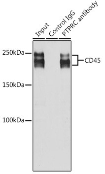 A0372, иммунопреципитация, клетки Jurkat (1024)