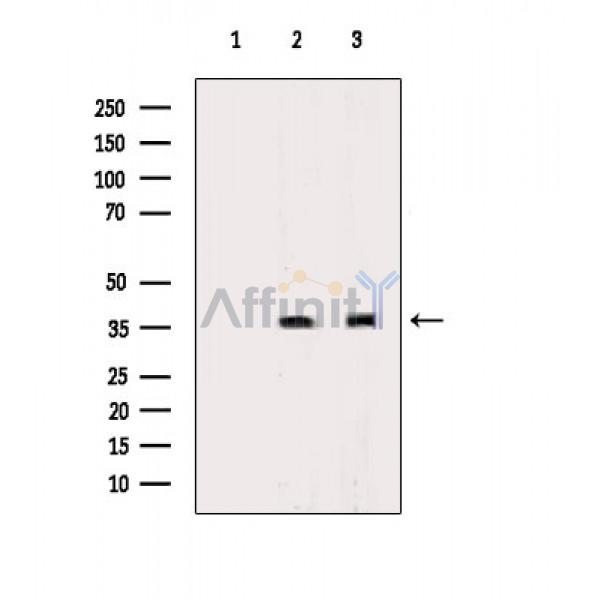 Валидация Affinity DF8066 - 19900