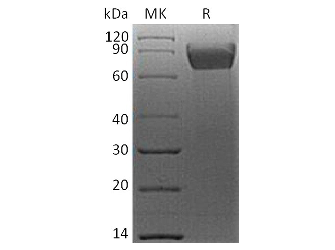 Валидация Elabscience PKSH033756(4031)