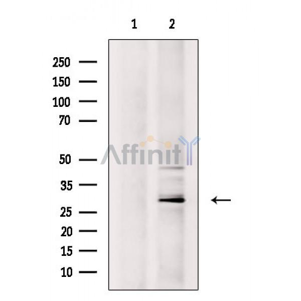 Валидация Affinity DF2455 - 13081