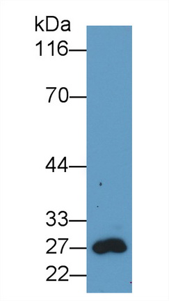 65289
