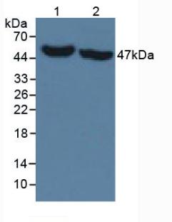 3888