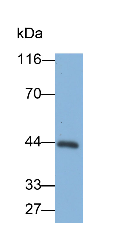 32831