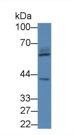 8747