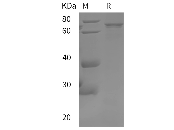 Валидация Elabscience PDEH101093(471)