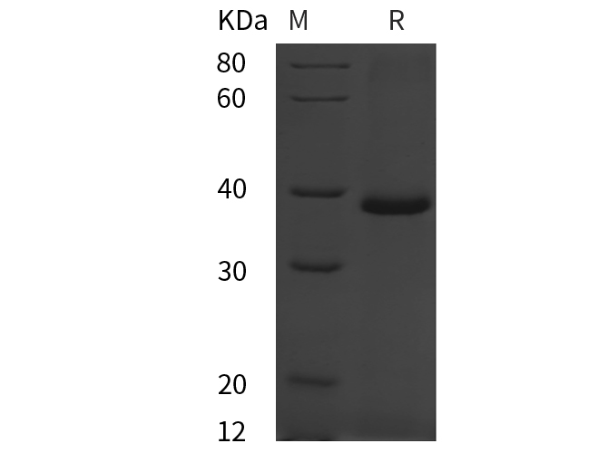 Валидация Elabscience PDEH100949(366)