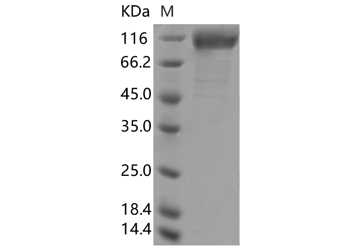 Валидация Elabscience PKSV030381(6120)