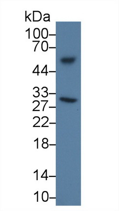 14471