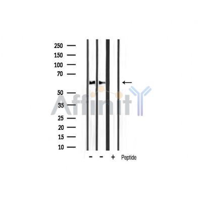 Валидация Affinity AF6161 - 3377