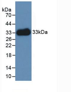 36211