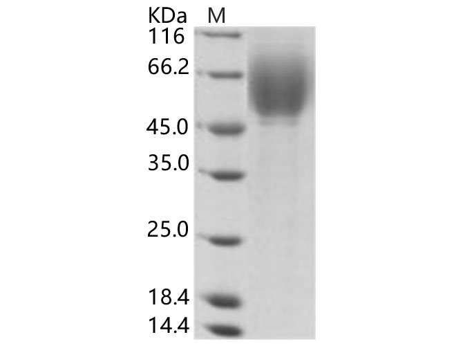 Валидация Elabscience PKSV030178(5955)