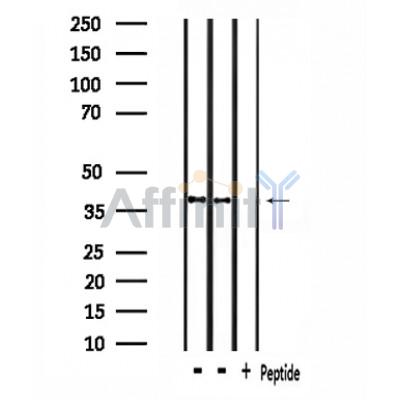Валидация Affinity DF4654 - 16308