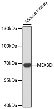 Валидация Elabscience E-AB-67094