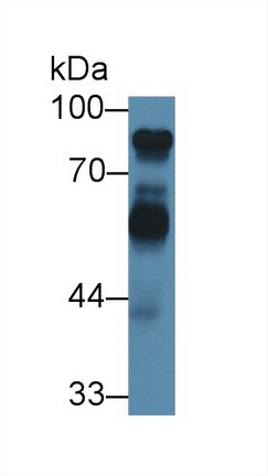 8626