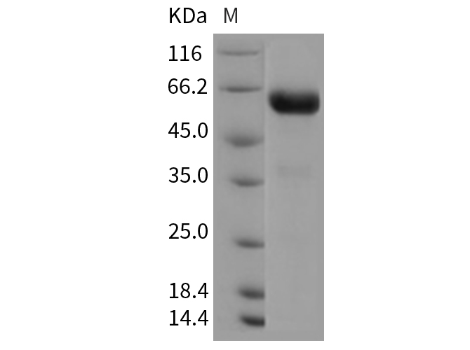 Валидация Elabscience PKSR030185(5548)