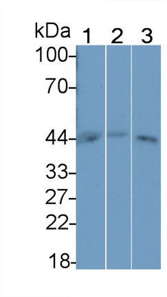 21812