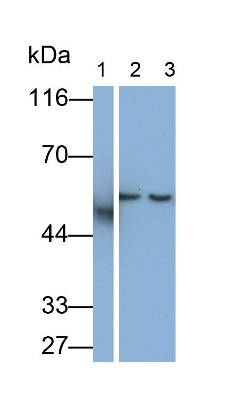 32561