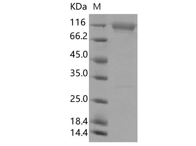 Валидация Elabscience PKSV030394(6129)