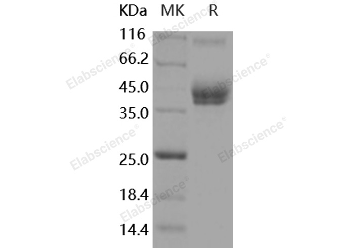 Валидация Elabscience PKSM040924(4867)