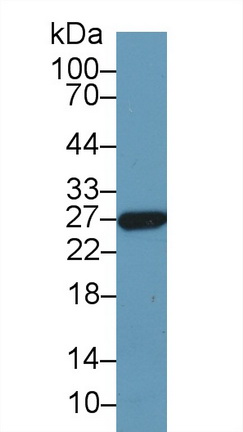 13751