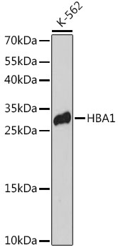 Валидация Elabscience E-AB-66307