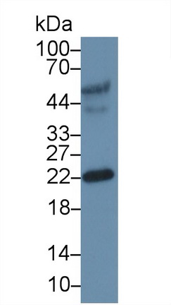 41427