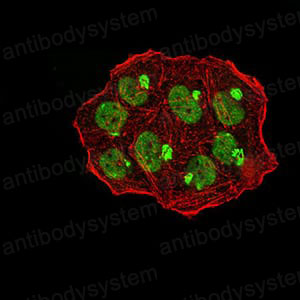 Валидация IF - AntibodySystem RHK42702