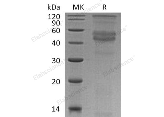 Валидация Elabscience PKSH032224(2738)