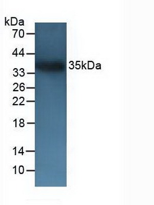 4486