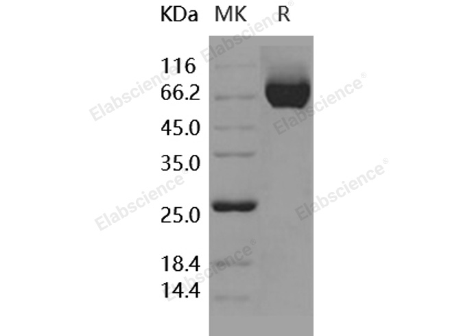 Валидация Elabscience PKSH031836(2463)