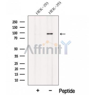 Валидация Affinity DF12668 - 7320