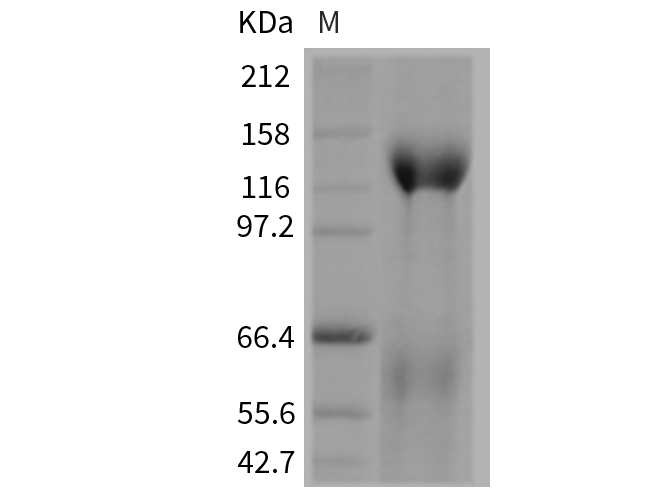 Валидация Elabscience PKSM040364(4366)