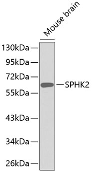 Валидация Elabscience E-AB-67567