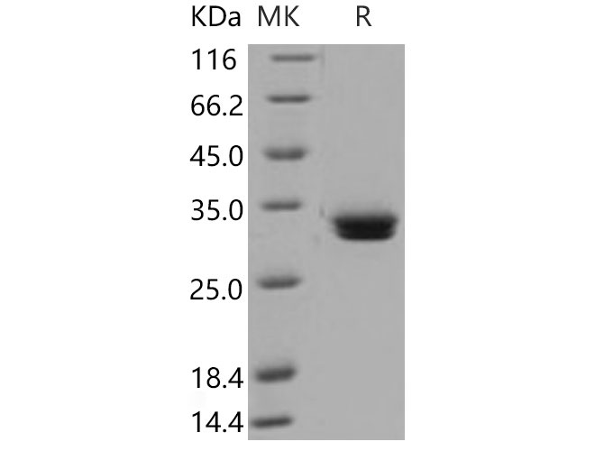 Валидация Elabscience PKSM040796(4761)